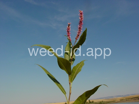 smartweed, water